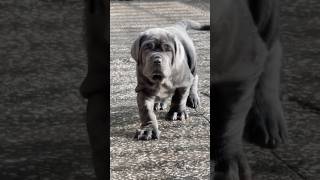 Neapolitan Mastiff Transformation 😱  Mastino Napoletano [upl. by Nelram]