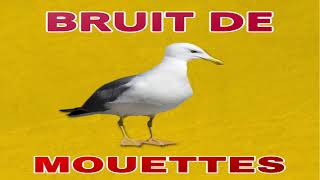 bruit de MOUETTES 🐦 crier [upl. by Jerry]