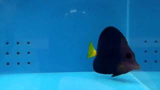 TMC Bristol Yellow Tail Purple Tang Zebrasoma xanthurus [upl. by Erdnassak]