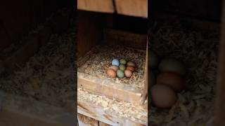 Increase Chicken Egg Production in the Winter chickens homesteading [upl. by Mitchel104]