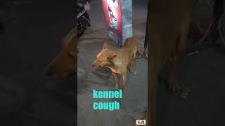 kennel cough sound in dogs कुत्तों में ख़ासी [upl. by Anurag285]