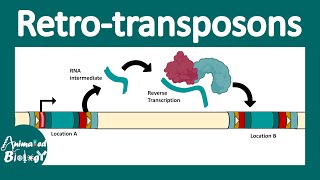 Retrotransposons  Retroviral retro transposon  Non LTR retrotransposon  LINEs and SINEs  molbio [upl. by Nyar]