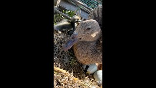 Mama is Hatching her Ducklings [upl. by Anneh]