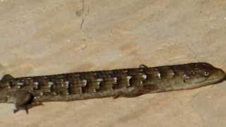 Southern alligator lizard and Western fence bluebelly lizard staking their turfs [upl. by Wieche]