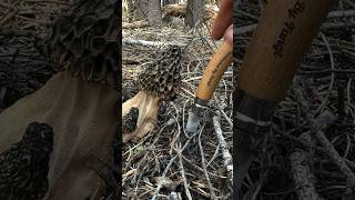 Morel Mushroom Morchella Harvesting ASMR w Opinel No 08 Mushroom Knife [upl. by Hiltner827]