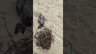 Dead birds on Tuncurry beach [upl. by Aivata]