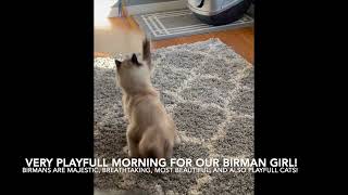 Seal Point Birman Cat being super playful [upl. by Irfan]