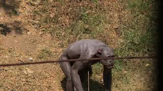 GURU the human like chimpanzee at Mysore Zoo being naughty 🙈 [upl. by Denison]