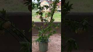 New technique for growing custard apple plant custard custerdapple farming viral shorts [upl. by Airtened640]