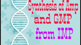 Synthesis of AMP and GMP from IMP  Synthesis of ADPATP and GDPGTP  Lecture 2 [upl. by Gibe38]