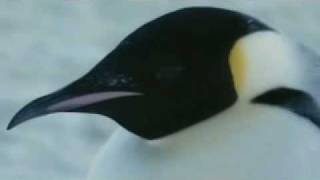 Farce of the Penguins a stranger love songflv [upl. by Annohsak186]