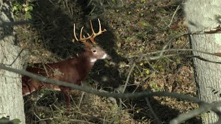 SHWACK Calling in a Huge West Virginia 8 Point SelfFilmed Bowhunting [upl. by Analaf]