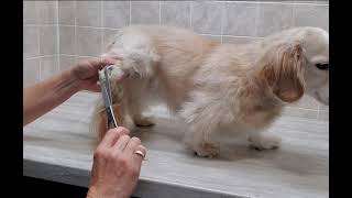 Trimming the hair from the paw pads amp nail trim Dachshund Doxin dog breed [upl. by Sarnoff]