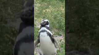 Magellanic Penguin [upl. by Lehet]