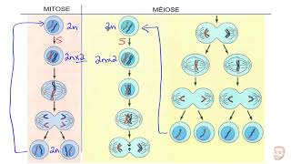 Mitose vs Méiose [upl. by Lulu]