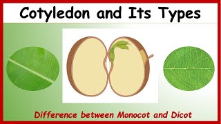 What is Cotyledon Difference between Monocotyledon amp Dicotyledon with Examples  Monocot Vs Dicot [upl. by Atsyrk]