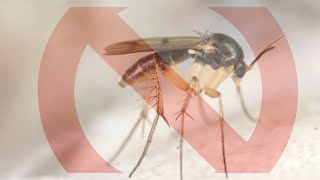 How to get rid of fruit flies and Gnats Zevo [upl. by Jaynell813]