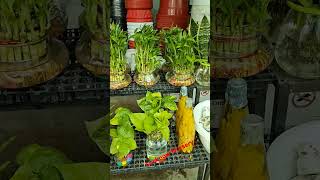 Lucky bamboLucky bambo plant careLucky plantsIndoor plantsLucknownursery [upl. by Ymmat]