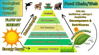 Ecological Pyramid amp Primary Productivity [upl. by Kavita]