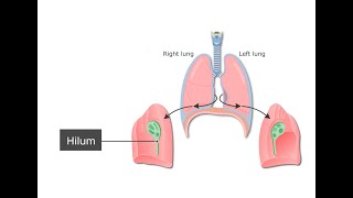 Diffferences between the Root of the lung and the Hilum of the lungs [upl. by Maroney]