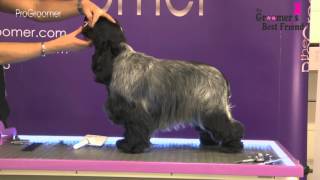 How to groom a Cocker Spaniel  Coat King  Grooming Guide Pro Groomer [upl. by Ycaj]