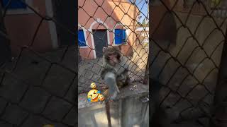 Monkey prank 🤣 shivamking3170 shorts monkey [upl. by Conlon607]