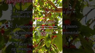 Difference between Angiosperms and Gymnosperms Hindi Urdu conceptsofbotany [upl. by Noemis945]