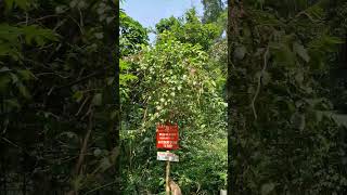 Makkutta forest pass KannurKarnataka Border A journey inside Forest in Western Ghats [upl. by Eustazio]