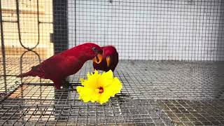 Red Moluccan Lory Eos b bornea  Lories amp Lorikeets  Gift Of Flight  Indian Aviculture [upl. by Akinot]