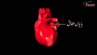 HEART Urdu language [upl. by Hayikat414]