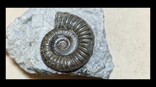 Easington fossil hunt holderness coast [upl. by Quartus]