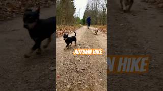 Adventures with My Bulldog Puppy Autumn Hike [upl. by Riancho]