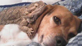 Lizard And Dog Best Friends [upl. by Cianca]