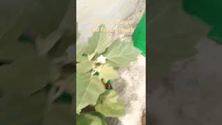 DAP diammonium phosphate indoorgardening soilhealth youtubeshorts gardening fertilizer nature [upl. by Richart]