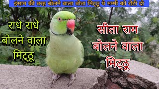 Parrot talking video mummy 😱parrot talking sita ram 🚩parrot talking radhe radhe 🙏मिट्ठू को रोटी दो 🦜 [upl. by Odnala]