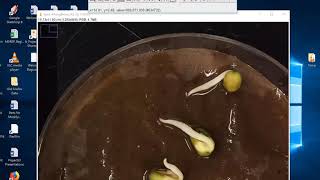 How To Measure Phaseolus aureus Root Length Using ImageJ [upl. by Kai]