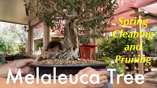 Melaleuca Tree Bonsai  Paperbark Tree  Spring Shaping and cleaning  May 2020 [upl. by Llireva341]