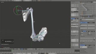 Anatomically correct rigging of a Human skeleton lower arm in Blender 278a [upl. by Alleira]