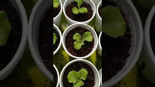 checkout my hydroponically grown lettuce kratkyhydroponics thankyouforwatching [upl. by Prader]