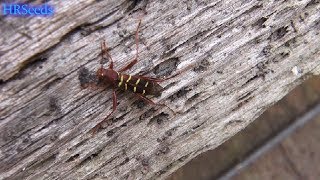 ⟹ This weird insect came out of the paulownia tomentosa tree i cut down Red headed ash borer [upl. by Nallac]