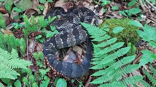 A huge timber rattlesnake in Pennsylvania [upl. by Dannon]