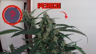 Nunca comece um CULTIVO INDOOR sem saber isso [upl. by Herwig]