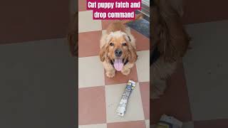 How to teach your puppy fatch and drop Commandbestguarddog labrador guarddog yourdog funny cut [upl. by Alaham]