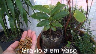 Como plantar Graviola em Vaso [upl. by Devina933]