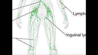 Basics amp Structures of the Lymphatic System [upl. by Ahseim180]