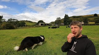 Crazy border collie sheepdog learns Whistle commands [upl. by Iliram]