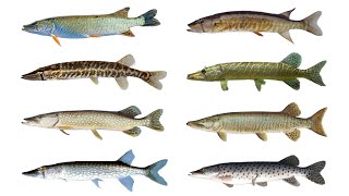 8 Species of Pickerel  All Types of Pikefish  Genus Esox [upl. by Rolyat]