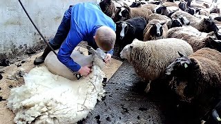 Most Satisfying Modern Sheep Farming Technology  Fastest Shearing Skill [upl. by Naihr]