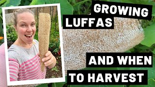 Growing Luffas and When to Harvest [upl. by Laucsap649]