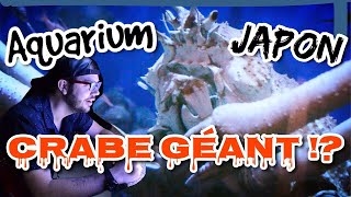 Aquarium  CRABE GÉANT JAPONAIS [upl. by Carmena657]